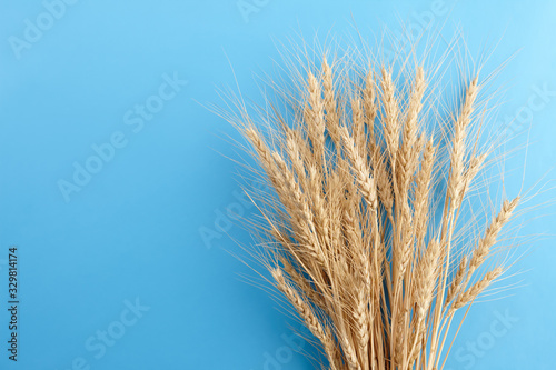 Ripe wheat ears bunch on blue background