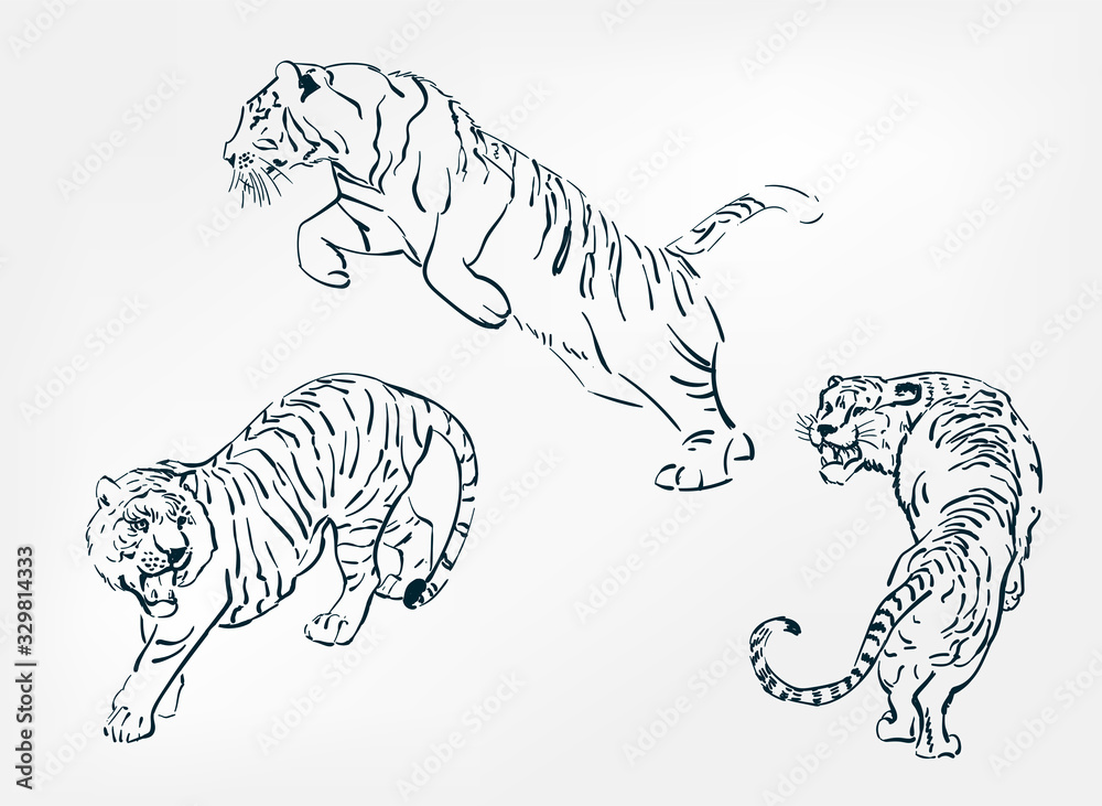 japanese chinese vector design set tiger sketch Stock Vector | Adobe Stock
