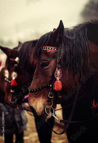 Two horses with ornate harness in close-up view. © jozefklopacka