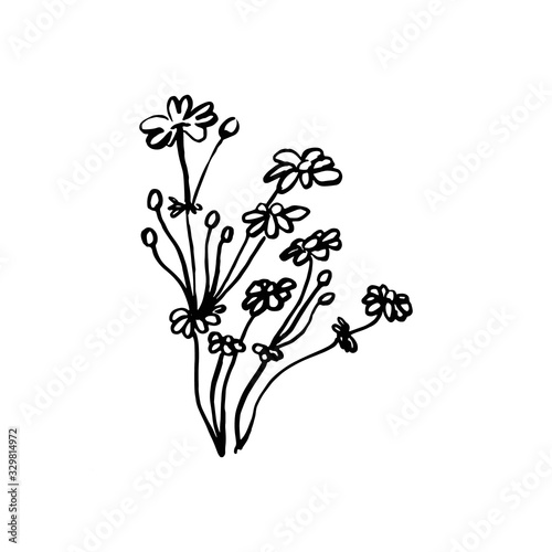 Design element. Hand drawn beautiful meadow flowers. Vector countryside background. Outline flower vector illustration. Horticulture vector element. For packaging  corporate identity