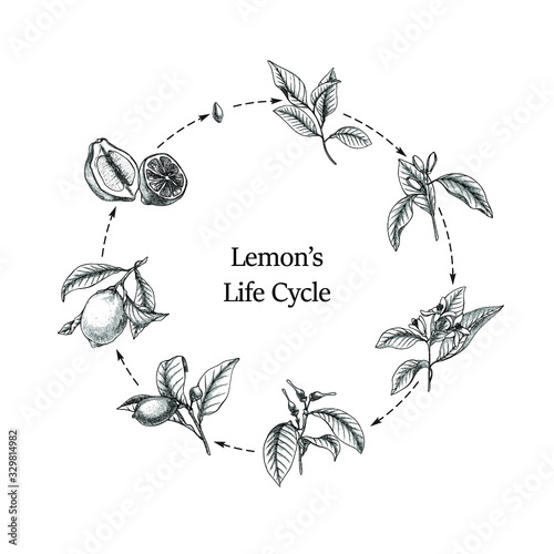 Hand drawn vector botanical illustration of lemon life cycle. Outline citruses