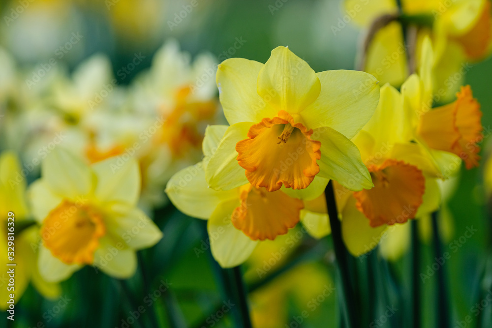 Jonquilles Jonquilles