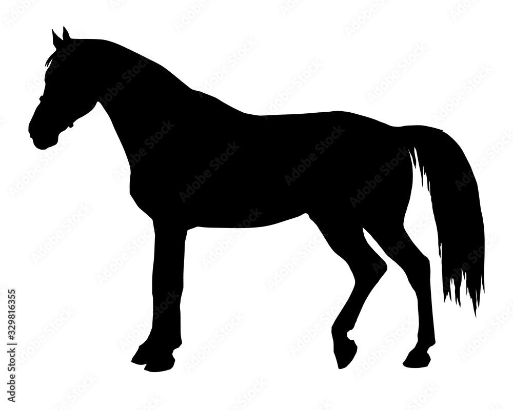 black silhouette of a standing German horse isolated on a white background black silhouette of a standing German horse isolated on a white background