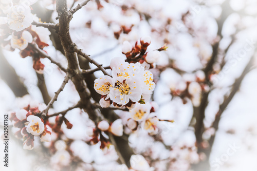 Fototapeta Naklejka Na Ścianę i Meble -  Flowering Cherry Trees in April