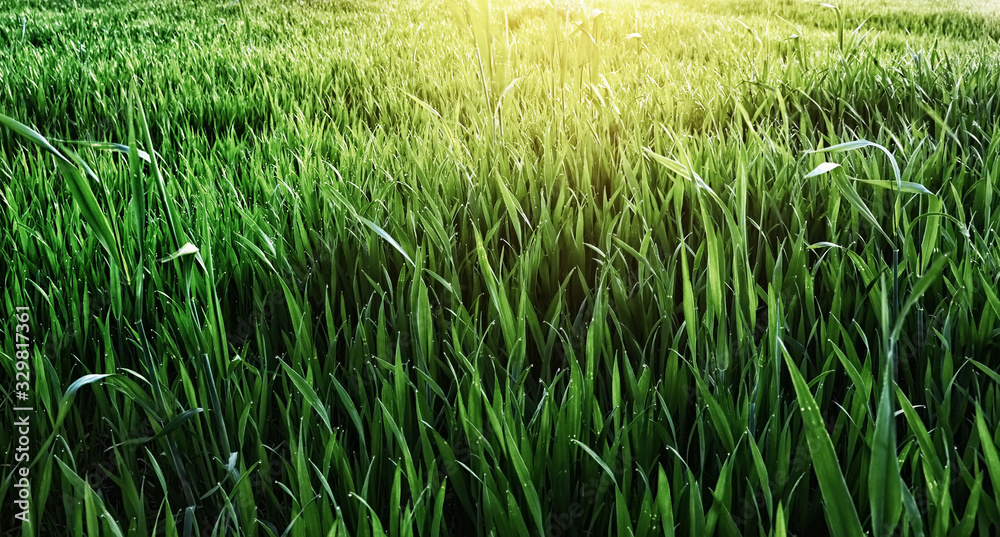 Field with green grass in the dew and the sun at sunset on the horizon. Winter wheat crops in the dew at sunset. screen saver. Natural natural green herbal background.