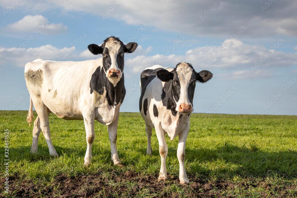Two black and white cows in a pasture under a blue sky and a straight horizon.