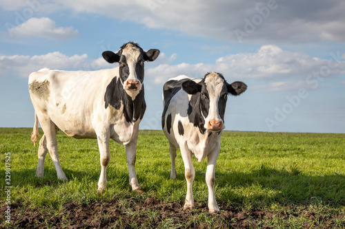 Two black and white cows in a pasture under a blue sky and a straight horizon. © Clara
