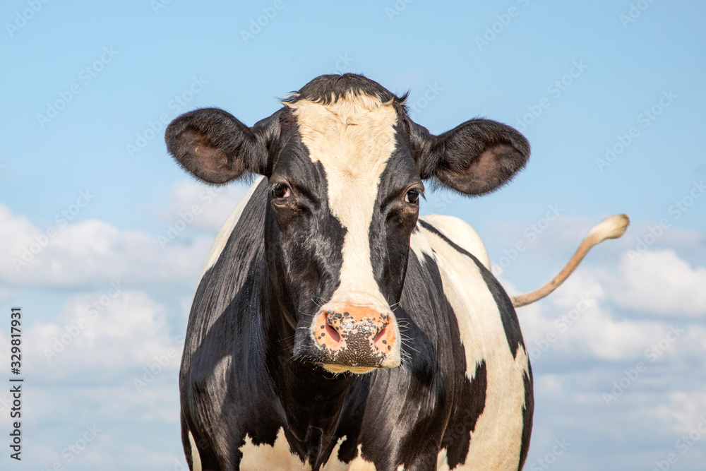 Mature, adult black and white cow, gentle look, pink nose and happy tail and a blue sky with clouds