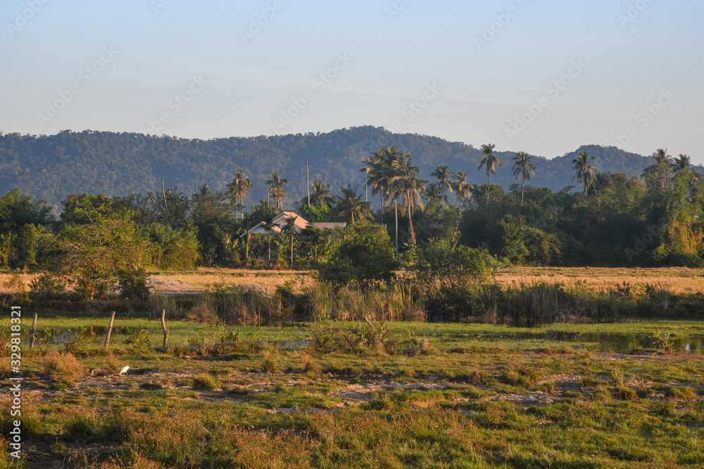 Langkawi Island countryside landscapes. Paddy rice Field. Andaman Sea, Malaysia