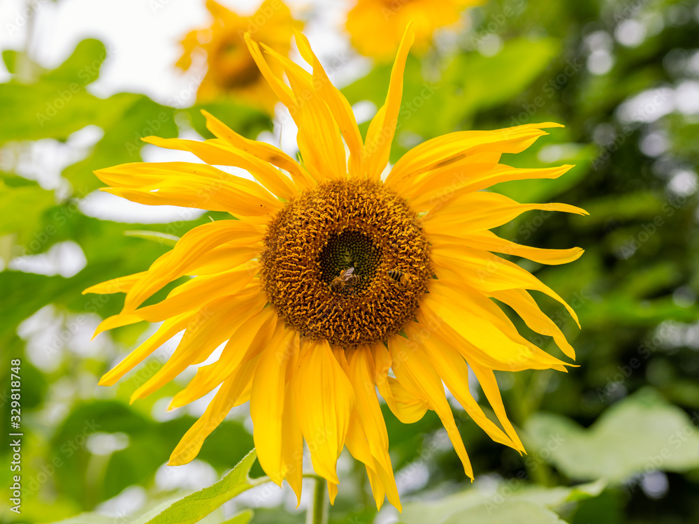 Fototapeta premium Ripe sunflower with bees collecting pollen