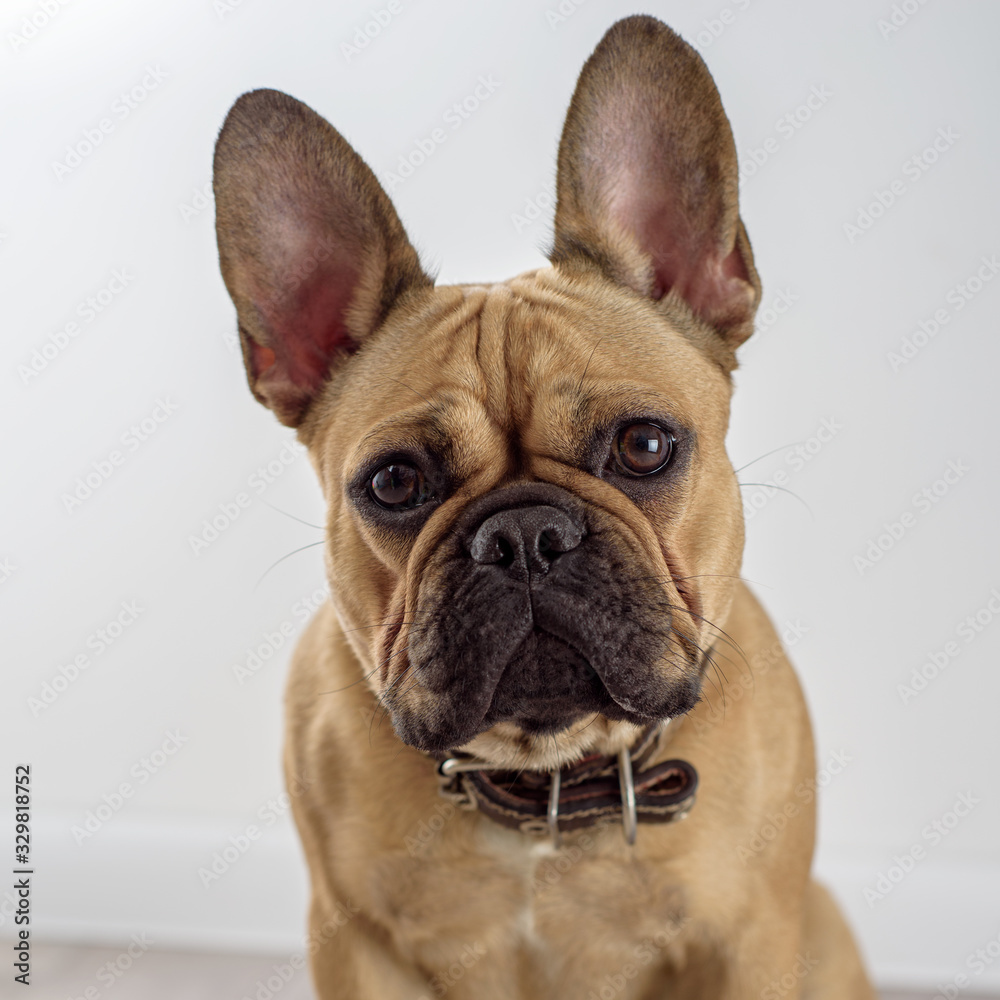 portrait of french bulldog puppy