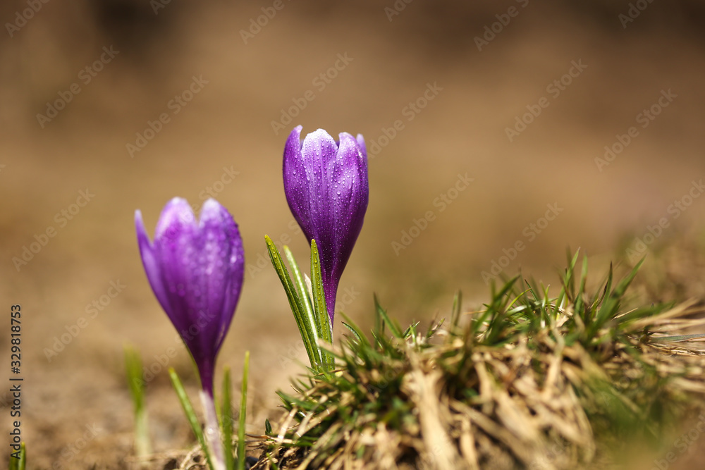Crocus flowers blooming on the slopes of the mountain in spring Crocus flowers blooming on the slopes of the mountain in spring