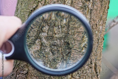 black magnifier in hand increases brown bark on a tree in a forest