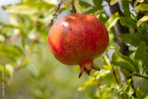 ripe pomegranate on a tree