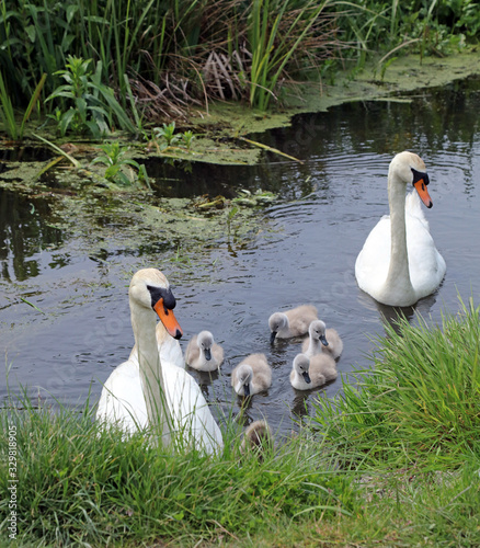 Family of swans, Braunton Burrows, Devon photo