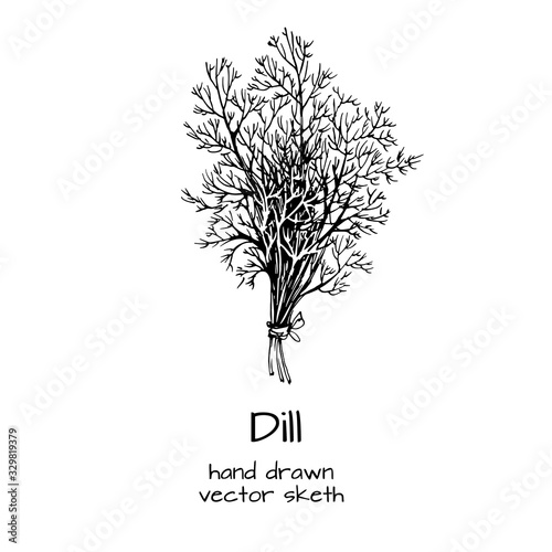 Set of Herbs and spices in sketch style. Dill. Hand drawn sketch vector. Herbal spice. Detox food ingredient.