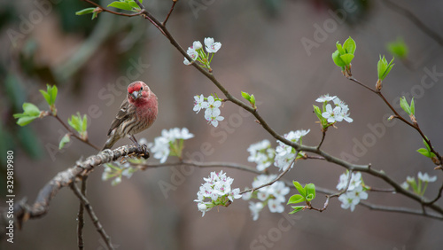 Cuadro en lienzo house finch on branch with white flowers