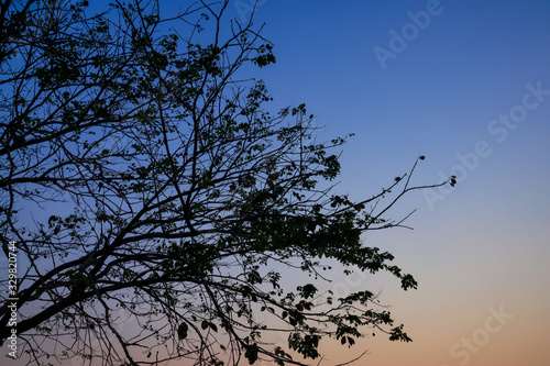 Beautiful silhouette tree branch on sky sunset background.