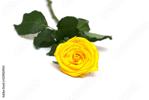 Yellow rose on a white background. A photo.