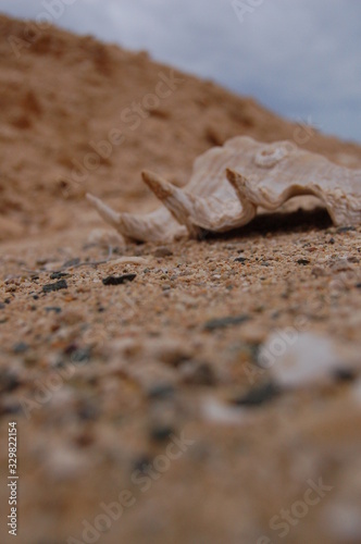 conchiglia nel deserto photo