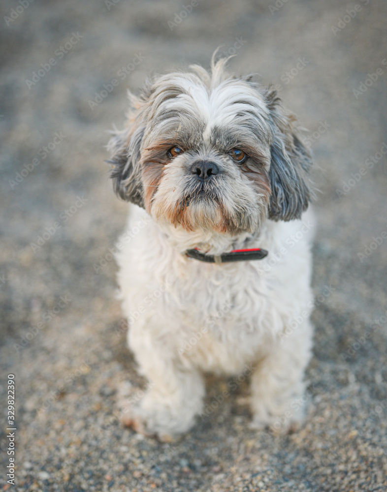 Shaggy white chained old dog looking sad.