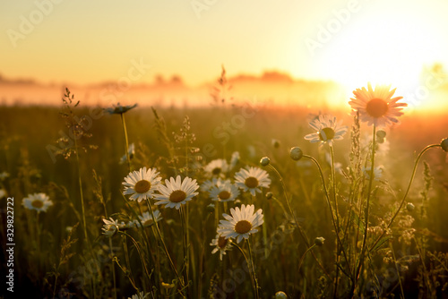  Field with flowers camomiles in the spring. The sun rising in the fog over the horizon. Beautiful landscape in the early summer spring morning.