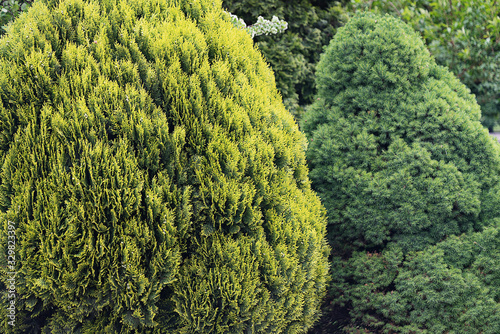 Large green bushes form a green background of foliage.