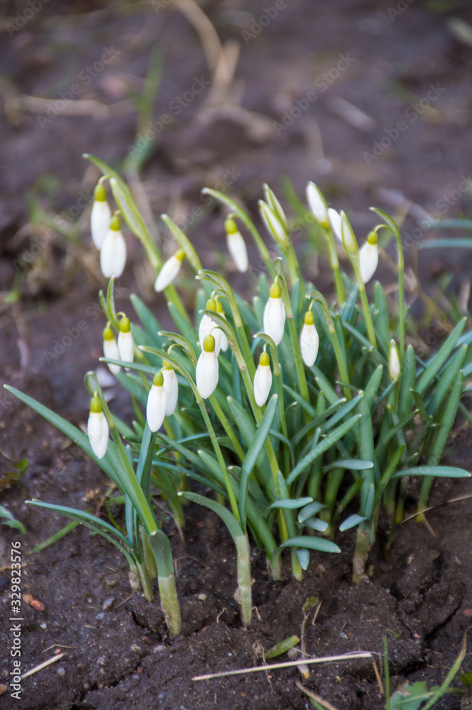 Fototapeta premium first white snowdrops in the garden