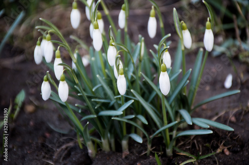 first white snowdrops in the garden