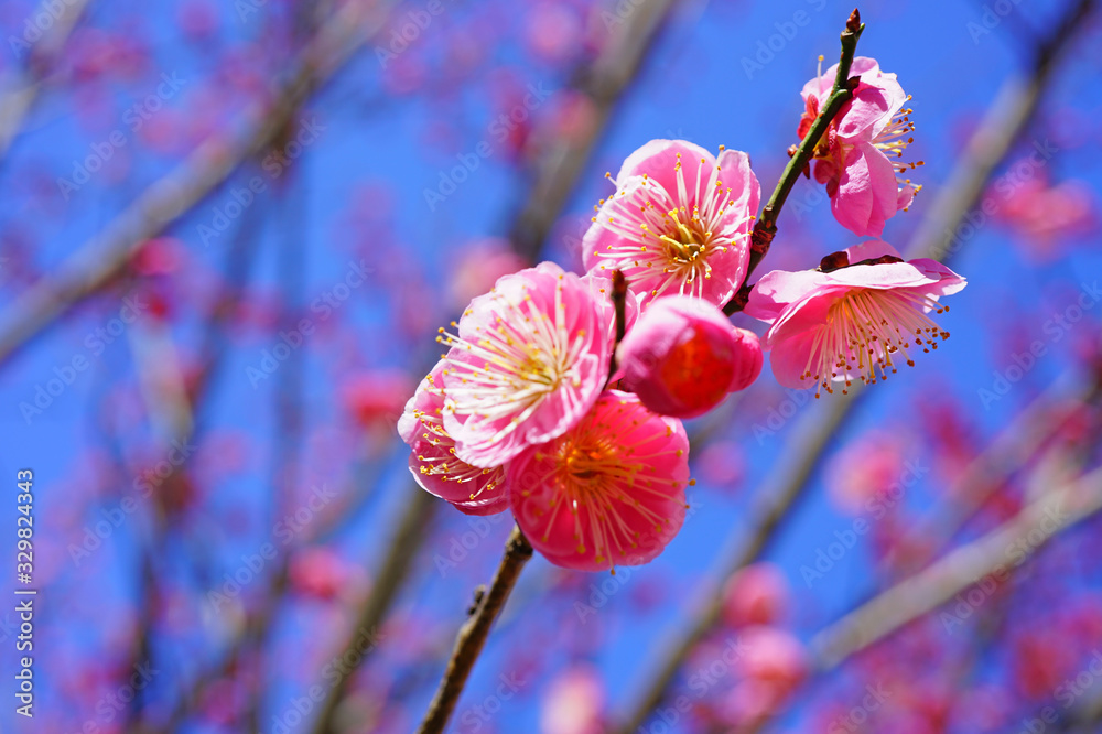 Pink flowers of the ume Japanese apricot tree Pink flowers of the ume Japanese apricot tree