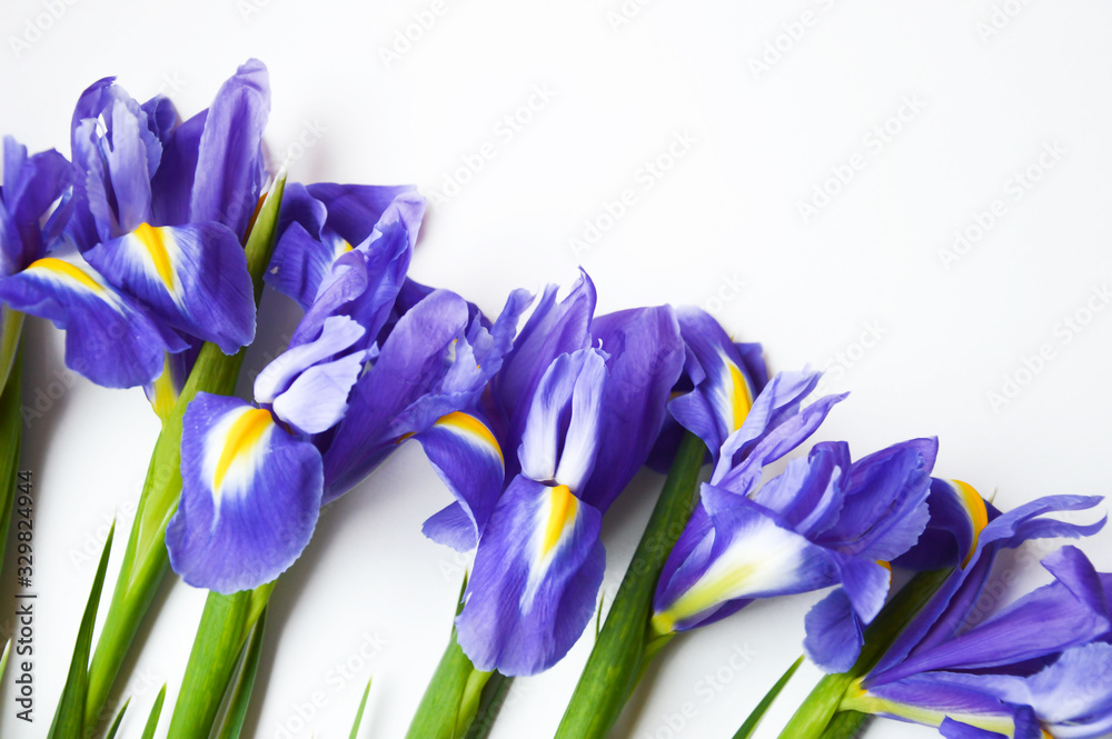 Flowers on a white background. Blue. beautiful purple flowers. Flowers on a white background. Blue. beautiful purple flowers.