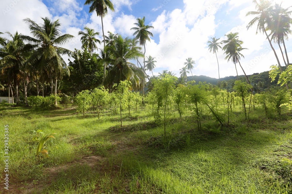 Palmeraie de La Digue, Seychelles