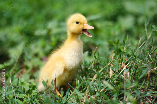 Portrait of a cute yellow duckling. Domestic bird © Kate