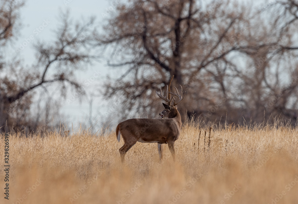 Fototapeta premium Buck Whitetail Deer in Colorado During the fall Rut