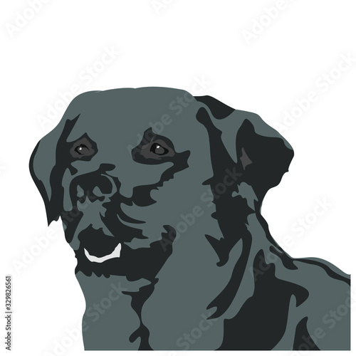 beautiful dog labrador vector