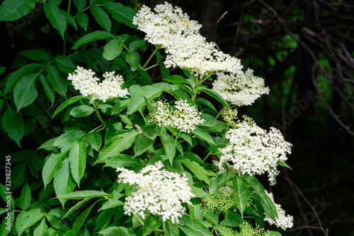 Wallpaper Mural Many delicate white flowers and green blurred leaves of Sambucus tree, known as elder or elderberry in a sunny spring garden in Scotland, beautiful outdoor floral background Torontodigital.ca