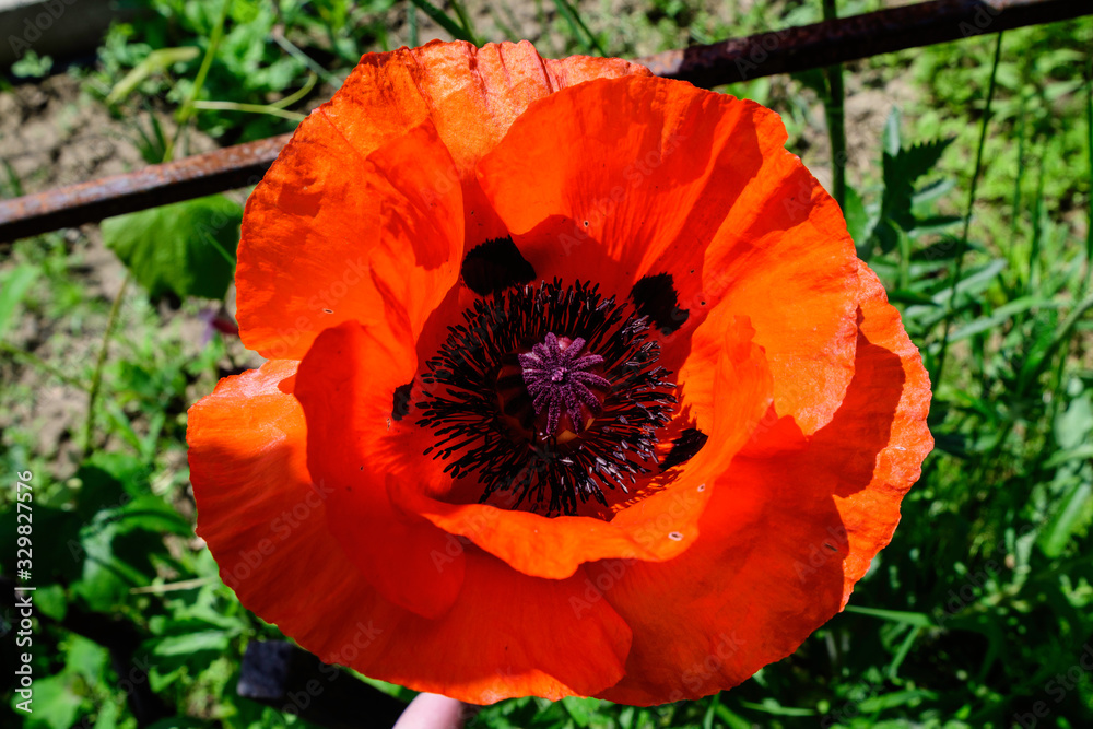 Fototapeta premium Close up of one red orange poppy flower in a British cottage style garden in a sunny summer day, beautiful outdoor floral background photographed with soft focus