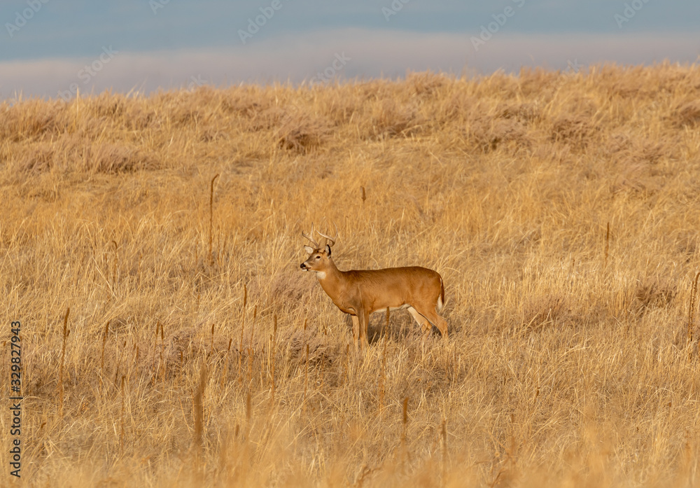 Buck Whitetail Deer in Colorado During the fall Rut Buck Whitetail Deer in Colorado During the fall Rut