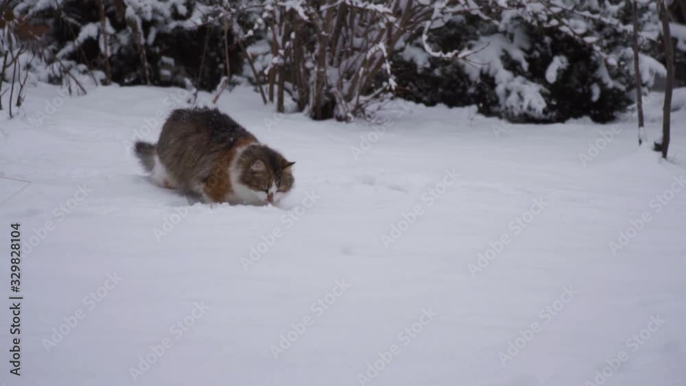 Domestic cats play cute in the yard, enjoy the first snow, have fun. pet concept. Winter day Domestic cats play cute in the yard, enjoy the first snow, have fun. pet concept. Winter day