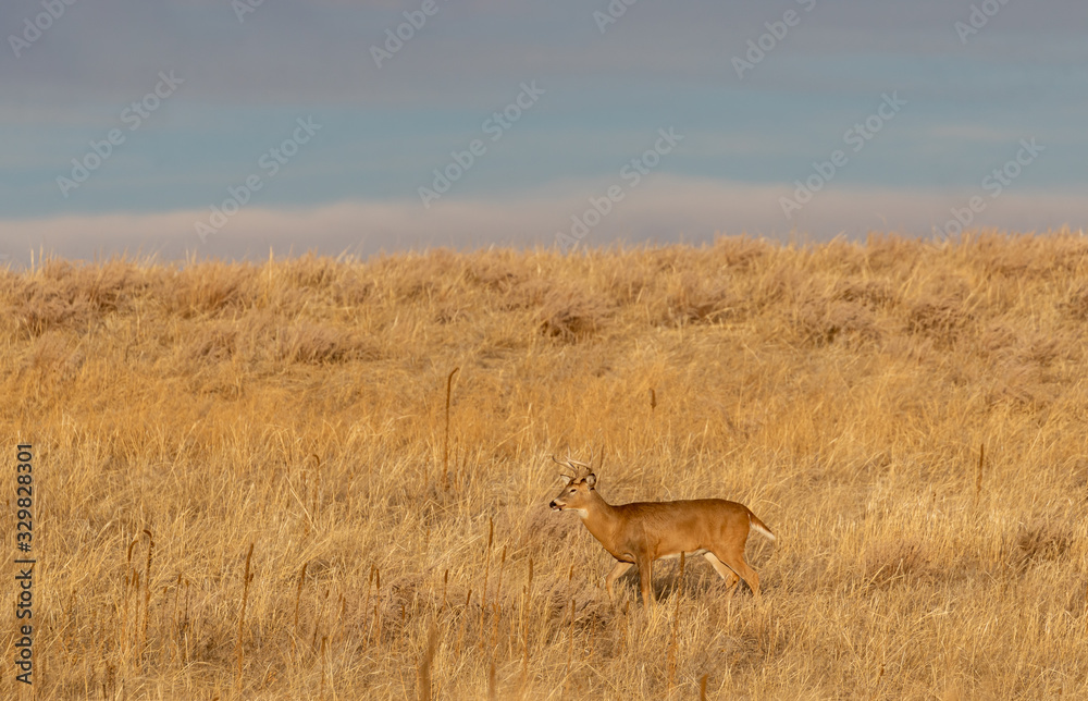 Buck Whitetail Deer in Colorado During the fall Rut