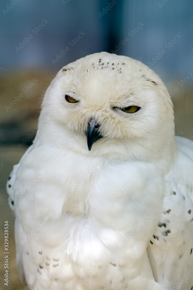 Obraz premium Snowy Owl (Bubo scandiacus)
