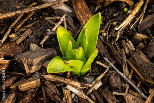 Spring Hyacinth bulbs push through the wood mulch of the garden in Germantown, Wisconsin, USA photo