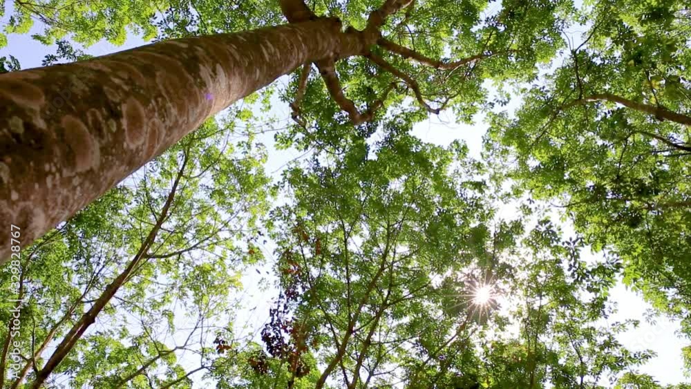 Rubber trees in a plantation, Green rubber tree crowns against blue sky.
