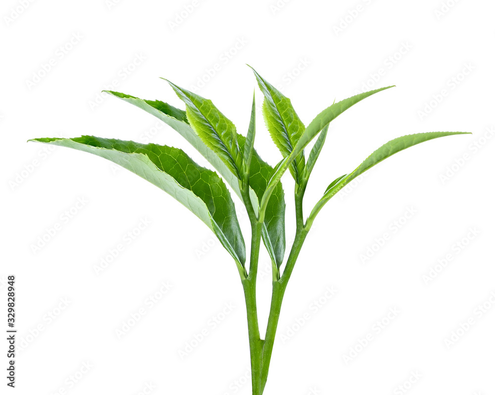 Fototapeta premium Young green tea leaves Isolated on a white background. Top view