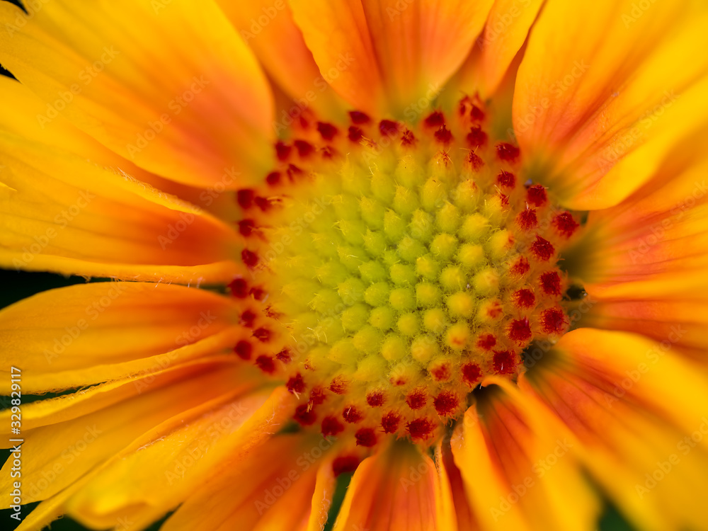 Close-up view of a yellow and orange Gazania flower Close-up view of a yellow and orange Gazania flower