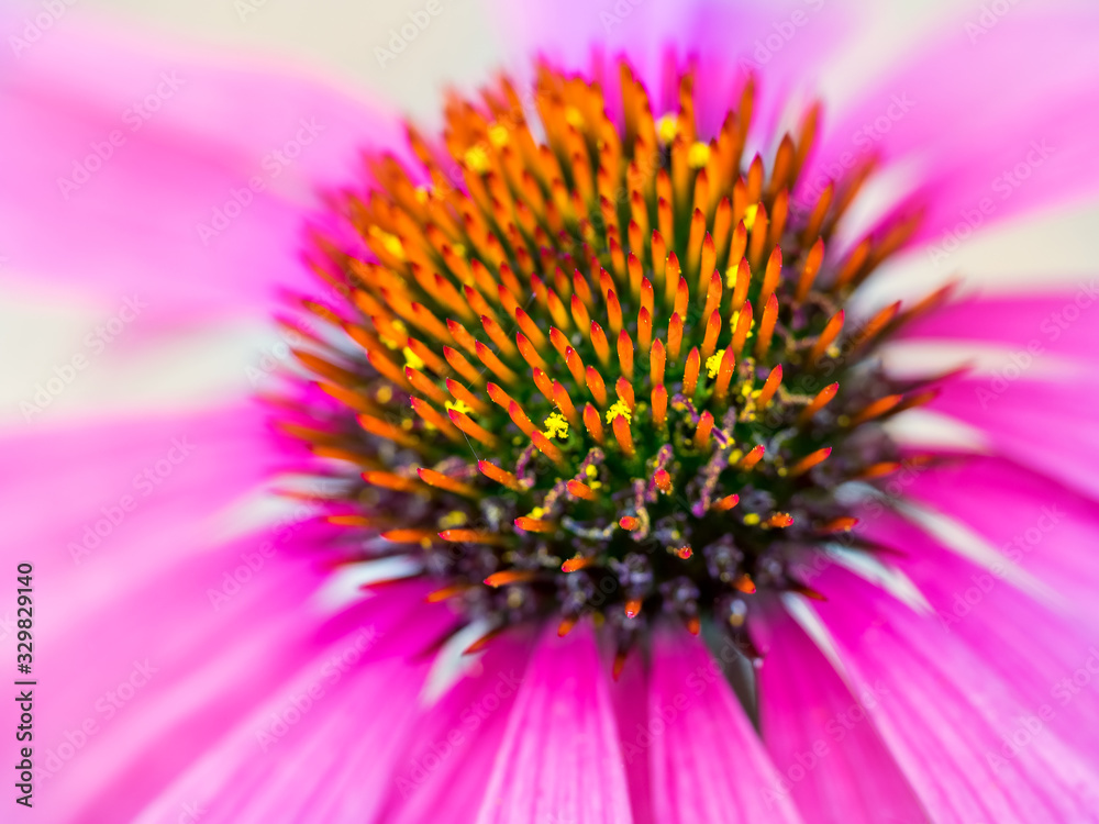 Macro shot of a Pink Echinacea flower head Macro shot of a Pink Echinacea flower head