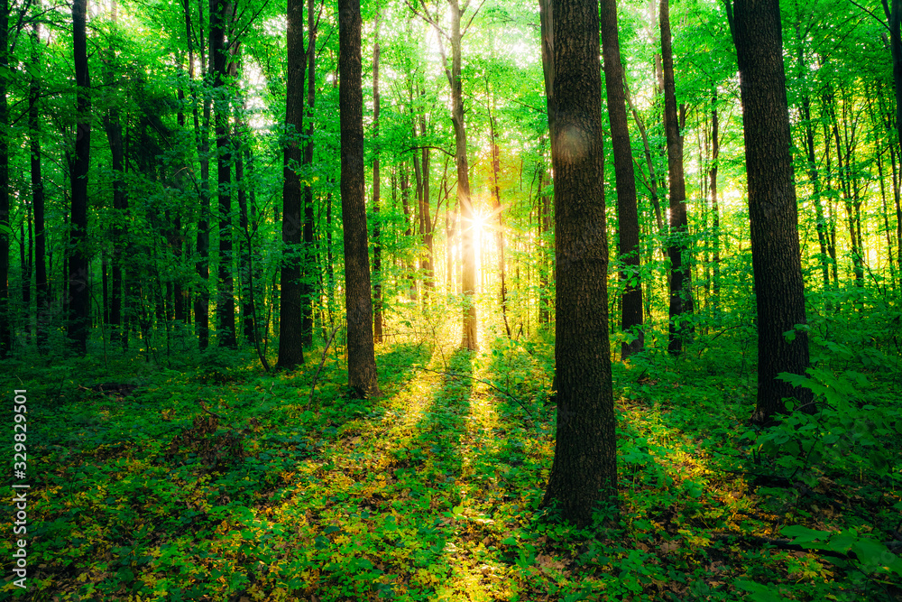 a spring forest trees. nature green wood sunlight backgrounds.