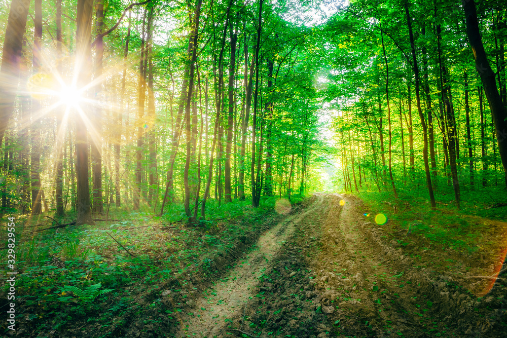 a spring forest trees. nature green wood sunlight backgrounds.