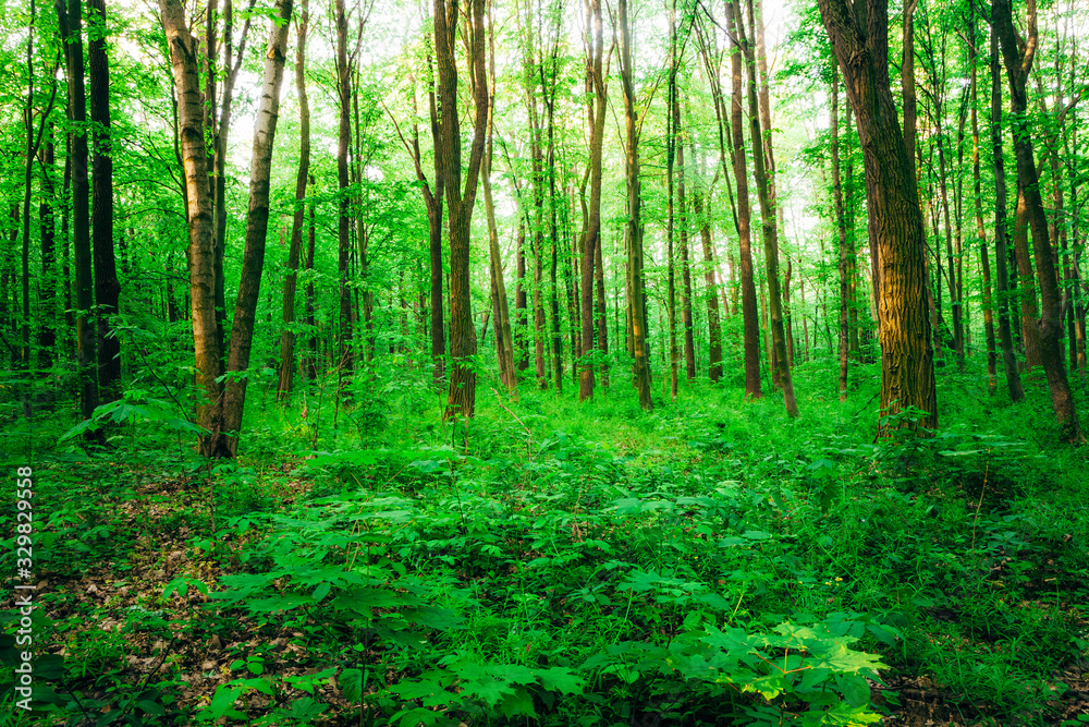 a spring forest trees. nature green wood sunlight backgrounds.