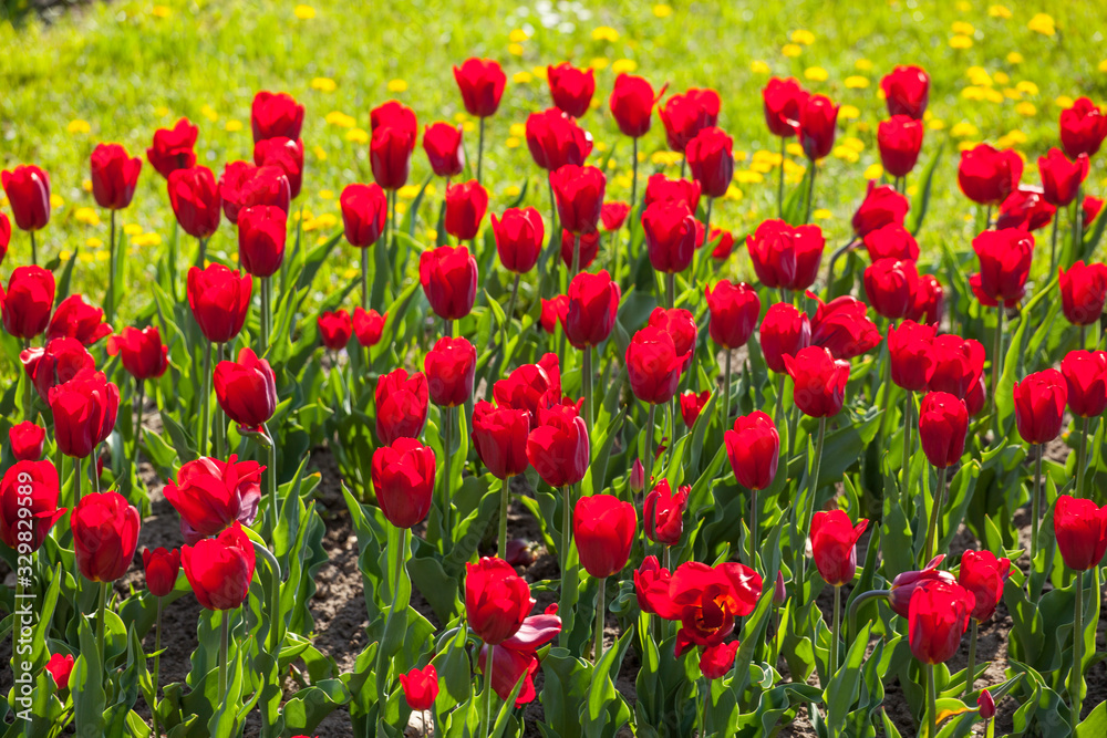Tulip. Beautiful bouquet of tulips. colorful tulips. tulips in spring. Blossoming red tulips